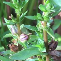 Gratiola pumilo (A Brooklime) at Majura, ACT - 13 Jan 2021 by JaneR