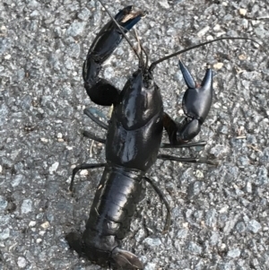 Cherax destructor at Belconnen, ACT - 14 Jan 2021 06:30 AM