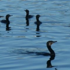 Phalacrocorax sulcirostris (Little Black Cormorant) at Coombs, ACT - 13 Jan 2021 by Hutch68