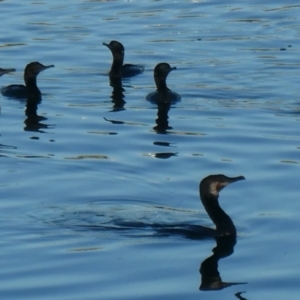 Phalacrocorax sulcirostris at Coombs, ACT - 14 Jan 2021 07:20 AM