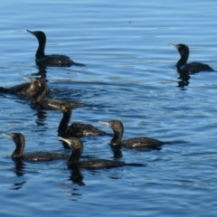 Phalacrocorax sulcirostris at Coombs, ACT - 14 Jan 2021 07:20 AM