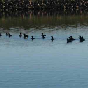 Phalacrocorax sulcirostris at Coombs, ACT - 14 Jan 2021 07:20 AM