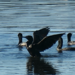 Phalacrocorax sulcirostris at Coombs, ACT - 14 Jan 2021 07:20 AM