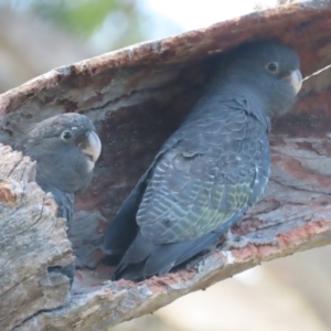 Callocephalon fimbriatum at O'Malley, ACT - 13 Jan 2021