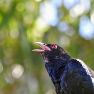 Eudynamys orientalis at Acton, ACT - 14 Jan 2021