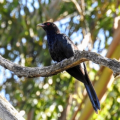 Eudynamys orientalis at Acton, ACT - 14 Jan 2021