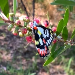 Delias aganippe (Spotted Jezebel) at Murrumbateman, NSW - 14 Jan 2021 by SimoneC