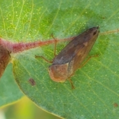 Brunotartessus fulvus (Yellow-headed Leafhopper) at Holt, ACT - 13 Jan 2021 by tpreston