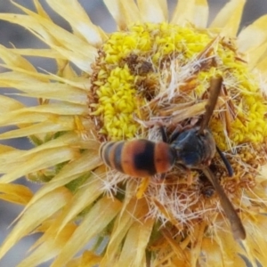 Eumeninae (subfamily) at Holt, ACT - 14 Jan 2021