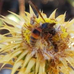 Eumeninae (subfamily) at Holt, ACT - 14 Jan 2021