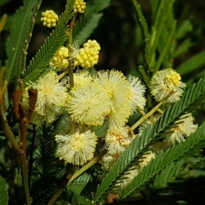 Acacia parramattensis at Aranda, ACT - 14 Jan 2021 09:38 AM