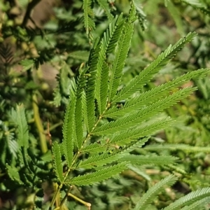 Acacia parramattensis at Aranda, ACT - 14 Jan 2021 09:38 AM