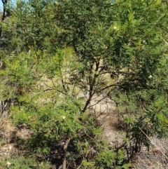 Acacia parramattensis at Aranda, ACT - 14 Jan 2021 09:38 AM