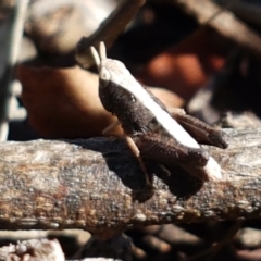 Cryptobothrus chrysophorus (Golden Bandwing) at Aranda Bushland - 13 Jan 2021 by trevorpreston