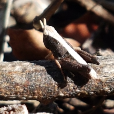 Cryptobothrus chrysophorus (Golden Bandwing) at Aranda, ACT - 13 Jan 2021 by tpreston