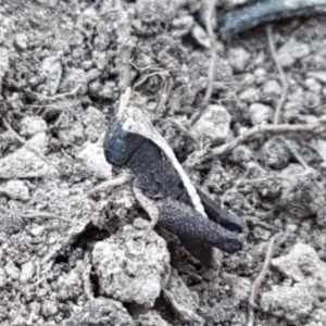 Cryptobothrus chrysophorus at Aranda, ACT - 14 Jan 2021