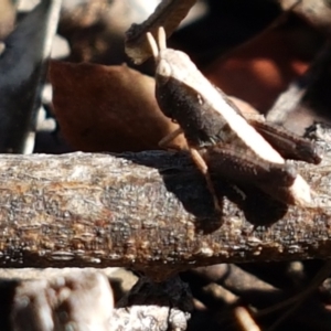 Cryptobothrus chrysophorus at Aranda, ACT - 14 Jan 2021