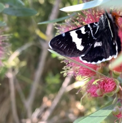 Phalaenoides glycinae (Grapevine Moth) at Murrumbateman, NSW - 13 Jan 2021 by SimoneC