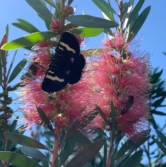 Phalaenoides glycinae at Murrumbateman, NSW - 14 Jan 2021 10:04 AM