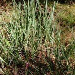 Dianella revoluta var. revoluta (Black-Anther Flax Lily) at Hackett, ACT - 13 Jan 2021 by Avery