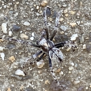 Araneidae (family) at Campbell, ACT - 14 Jan 2021