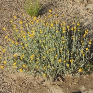 Chrysocephalum apiculatum at Conder, ACT - 3 Nov 2020