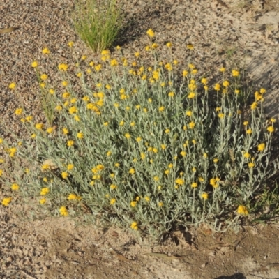 Chrysocephalum apiculatum (Common Everlasting) at Tuggeranong Hill - 3 Nov 2020 by michaelb