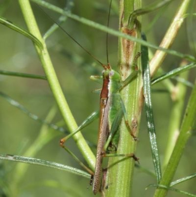 Conocephalus upoluensis (Meadow Katydid) at ANBG - 12 Jan 2021 by TimL