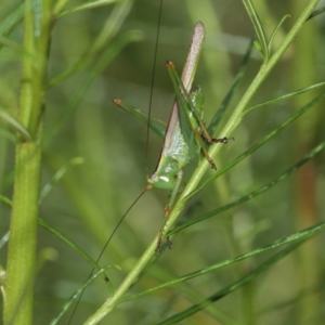 Conocephalus upoluensis at Acton, ACT - 12 Jan 2021