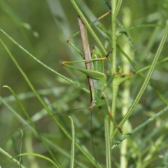 Conocephalus upoluensis at Acton, ACT - 12 Jan 2021