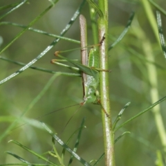 Conocephalus upoluensis at Acton, ACT - 12 Jan 2021