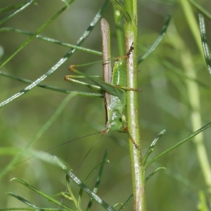 Conocephalus upoluensis at Acton, ACT - 12 Jan 2021