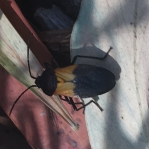 Oncopeltus (Oncopeltus) sordidus at Acton, ACT - 14 Jan 2021