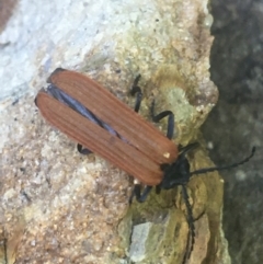 Porrostoma sp. (genus) (Lycid, Net-winged beetle) at Acton, ACT - 13 Jan 2021 by Ned_Johnston