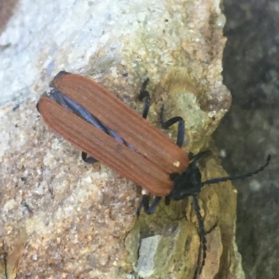 Porrostoma sp. (genus) (Lycid, Net-winged beetle) at ANBG - 13 Jan 2021 by Ned_Johnston