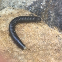Diplopoda (class) (Unidentified millipede) at ANBG - 13 Jan 2021 by Ned_Johnston
