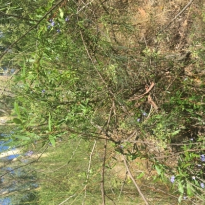 Billardiera heterophylla (Western Australian Bluebell Creeper) at Acton, ACT - 14 Jan 2021 by NedJohnston