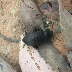 Seirotrana sp. (genus) (Darkling beetle) at Cotter River, ACT - 2 Jan 2021 by NedJohnston