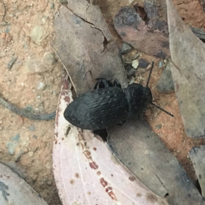 Seirotrana sp. (genus) (Darkling beetle) at Cotter River, ACT - 1 Jan 2021 by Ned_Johnston