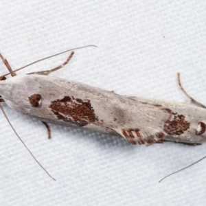 Tymbophora peltastis at Melba, ACT - 3 Jan 2021