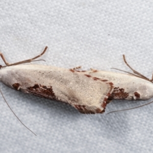 Tymbophora peltastis at Melba, ACT - 3 Jan 2021