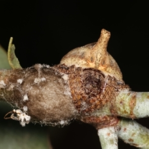 Dolophones sp. (genus) at Melba, ACT - 2 Jan 2021 10:46 AM