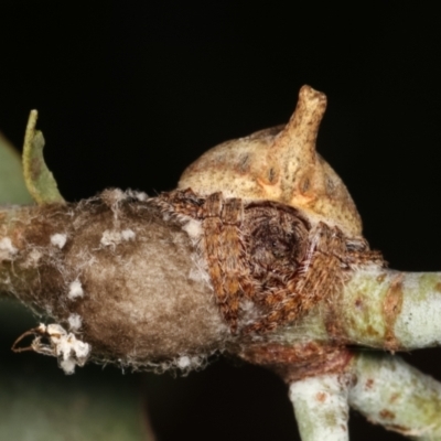 Dolophones sp. (genus) (Wrap-around spider) at Melba, ACT - 1 Jan 2021 by kasiaaus