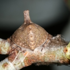 Dolophones sp. (genus) at Melba, ACT - 2 Jan 2021