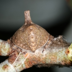 Dolophones sp. (genus) at Melba, ACT - 2 Jan 2021 10:46 AM