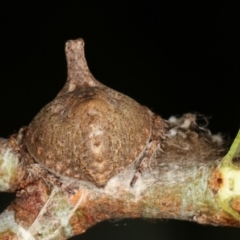 Dolophones sp. (genus) at Melba, ACT - 2 Jan 2021 10:46 AM