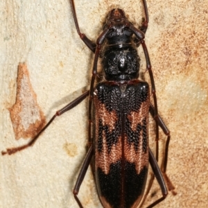 Phoracantha synonyma at Melba, ACT - 2 Jan 2021