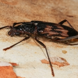 Phoracantha synonyma at Melba, ACT - 2 Jan 2021