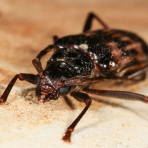 Phoracantha synonyma at Melba, ACT - 2 Jan 2021