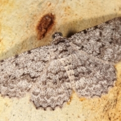 Psilosticha absorpta (Fine-waved Bark Moth) at Melba, ACT - 2 Jan 2021 by kasiaaus